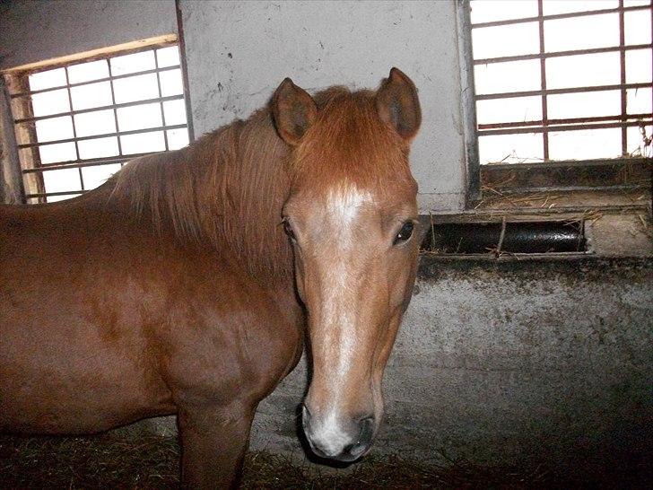 New Forest Jolly's Tanya *solgt* - Min lille Fighter prinsesse! *-: billede 6