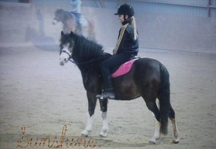 Welsh Mountain (sec A) Sunshine ~ Træner :-*. - FLERE BILLEDER KOMMER HURTIGST MULIGT!((-: billede 2