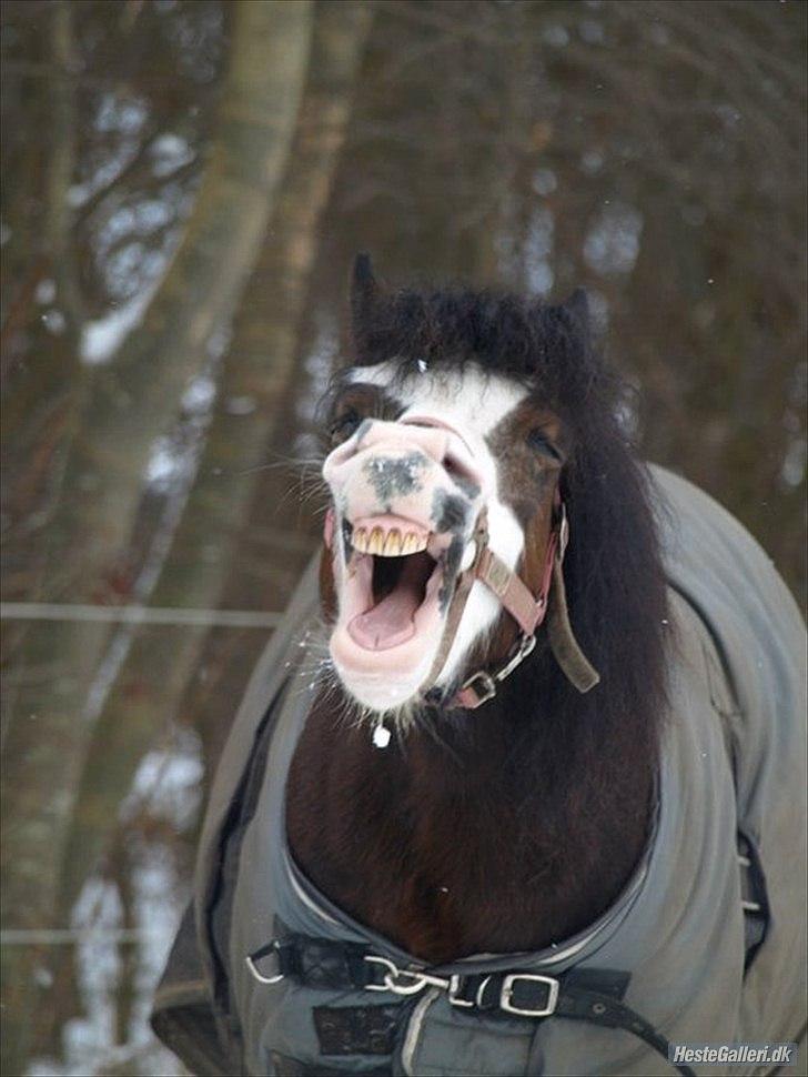 Welsh Mountain (sec A) Sunshine ~ Træner :-*. - Åhaah, jeg er søvnig :D. billede 3