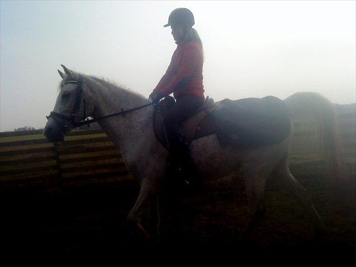 Arabisk fuldblod (OX) bleas  billede 5