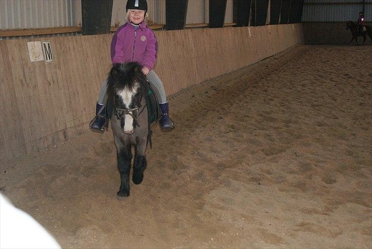 Anden særlig race Daisy billede 1