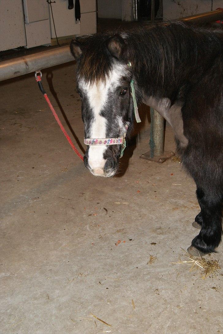 Anden særlig race Daisy billede 2