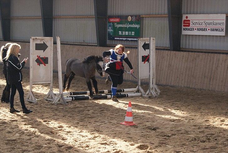 Anden særlig race Daisy billede 4