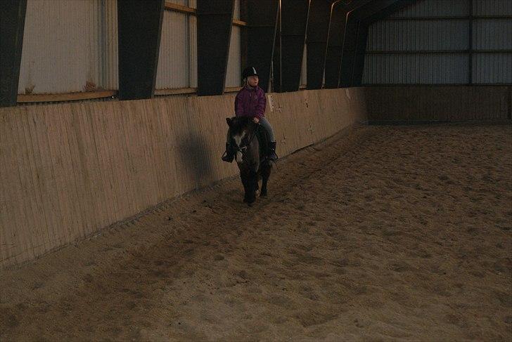 Anden særlig race Daisy billede 7