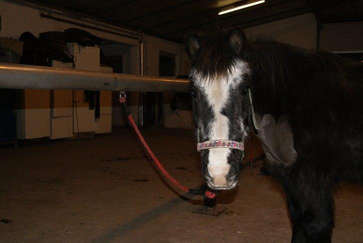 Anden særlig race Daisy billede 9