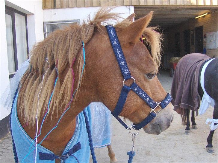 Gotlandsruss Ivanhoe<3 - elsker det her billede!<3 det er det bedste på hele profilen!<33  billede 4