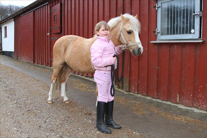 Welsh Mountain (sec A) Sjaik - Lige fået ham.. billede 5