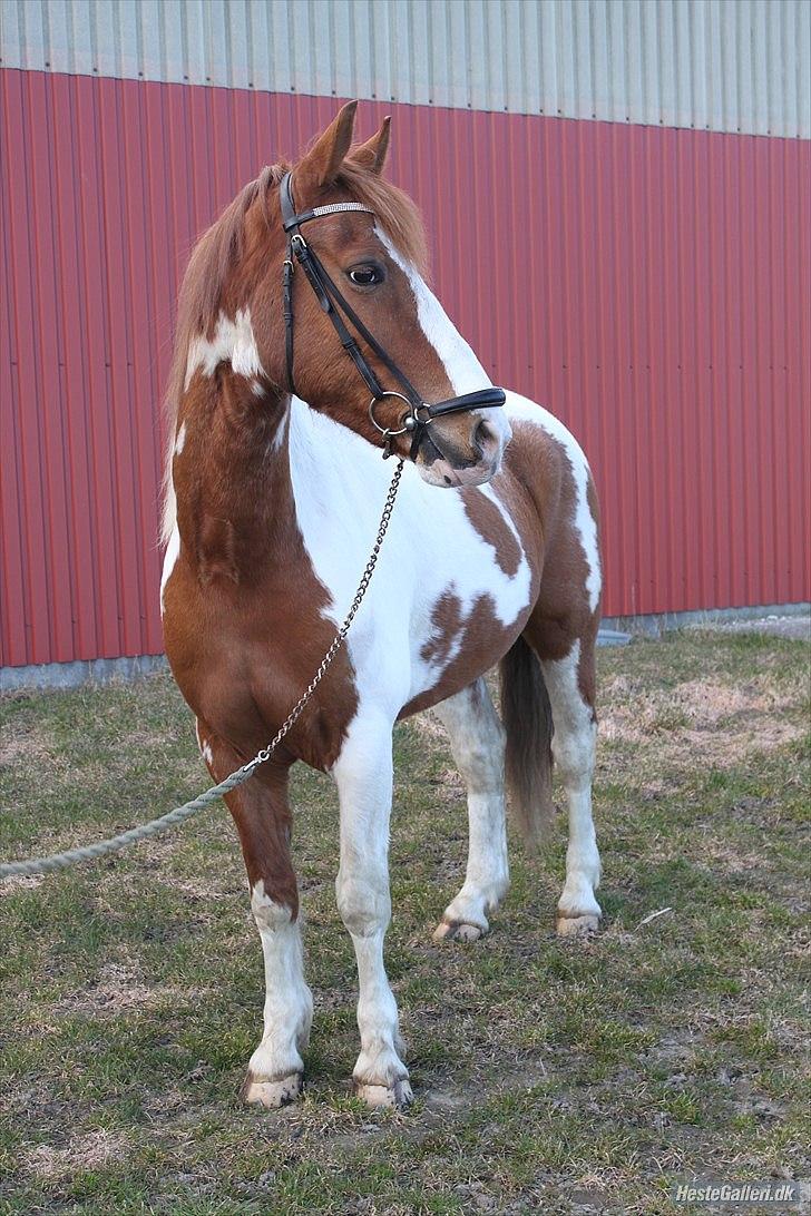 Pinto / haflinger indiana jones -  foto: emilie jørgnsen. billede 14