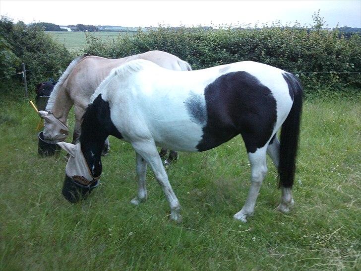 Anden særlig race Musse<33 solgt:'( *du vil altid være i mit hjerte* billede 13