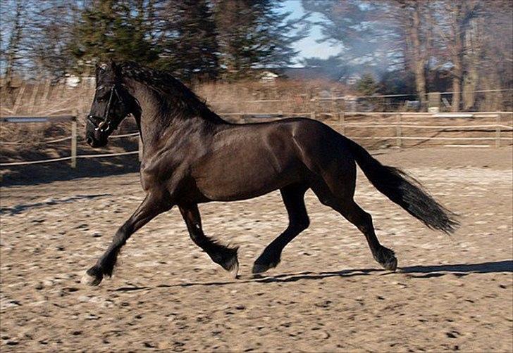 Frieser Jelle L billede 15