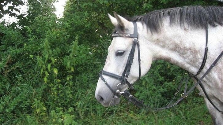 Anden særlig race Fire Star - på vej hjem fra en skridt tur med springholdet :D billede 17