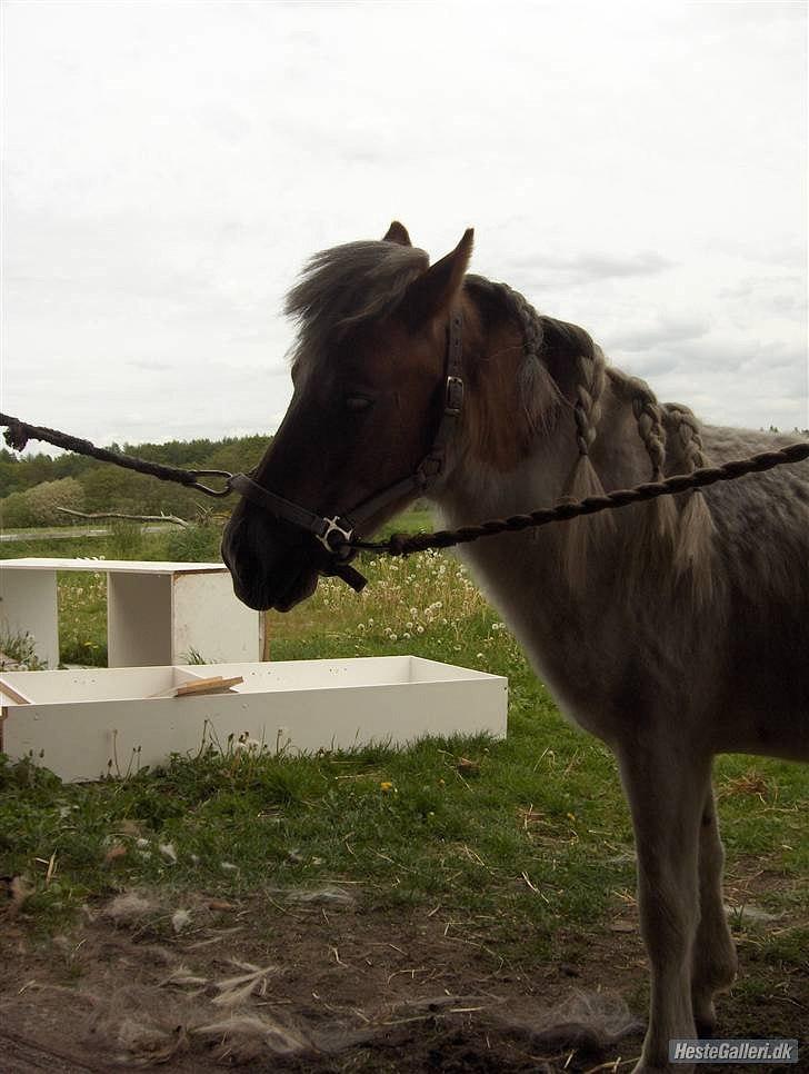 Anden særlig race Caballo Misty billede 18