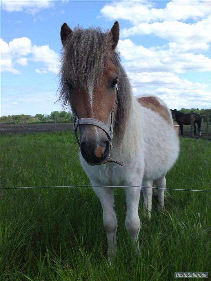 Anden særlig race Caballo Misty billede 19