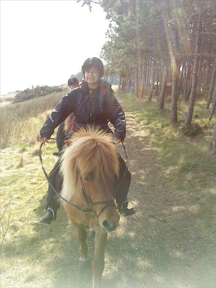 Islænder Röskva fra Skanderup (1992 - 2014) billede 4