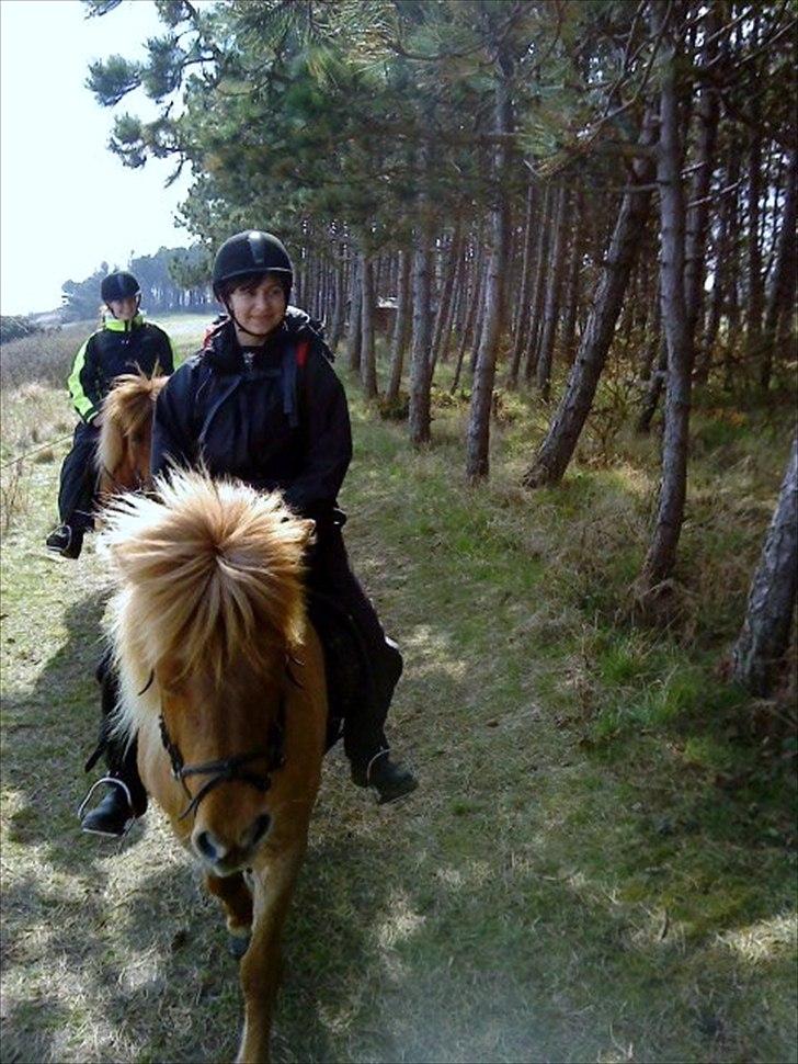 Islænder Röskva fra Skanderup (1992 - 2014) billede 5