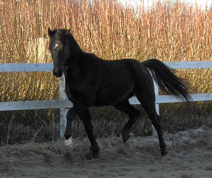 DSP Fredbo's Garmin KÅRET HINGST billede 17