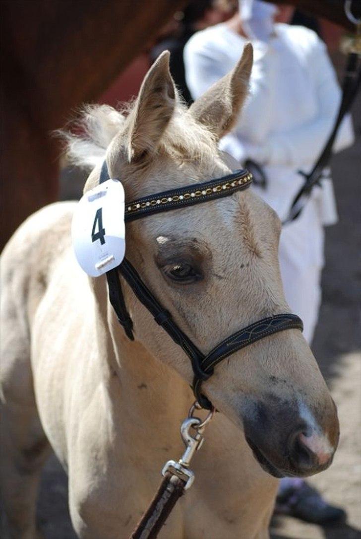 Palomino Brogaards Gold Magnum X billede 8