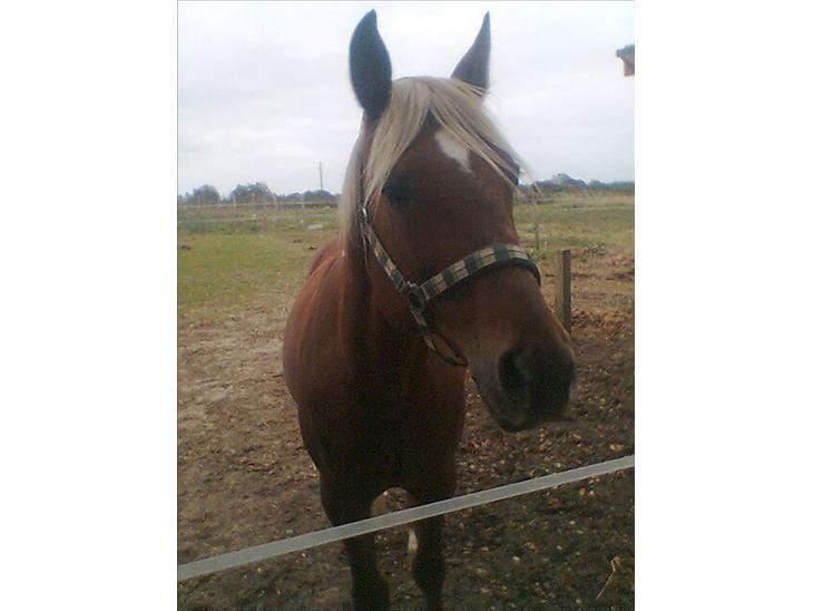 {{currentPhoto.altText}} billede {{currentPhoto.number}}