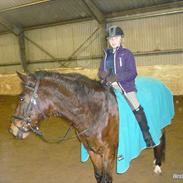 Anden særlig race *Zidanrideskolehest,SOLGT