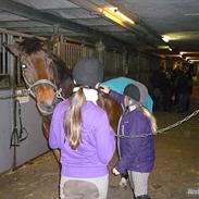 Anden særlig race *Zidanrideskolehest,SOLGT