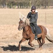 Islænder Faxi fra Ejsing Mark 