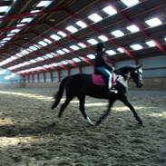 Anden særlig race kastanja