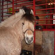 Fjordhest Fjordens laban #Labse#