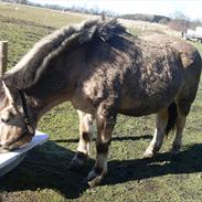 Fjordhest Fjordens laban #Labse#