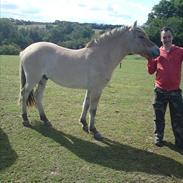 Fjordhest Loke Mørk