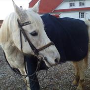 Anden særlig race Fiona