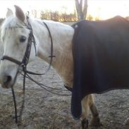 Anden særlig race Fiona