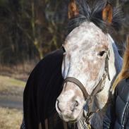 Appaloosa Erica