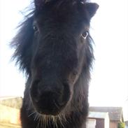 Shetlænder Mini Maren<3