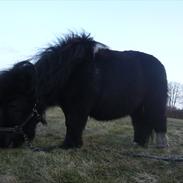 Shetlænder Mini Maren<3