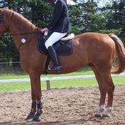 Hollandsk Varmblod Spetter