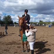 Hollandsk Varmblod Spetter