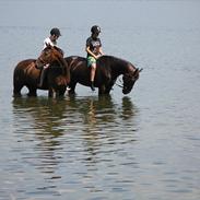 Traver Zulu, Happy day rex. (Tidliger hest)