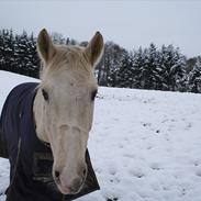 Anden særlig race Elvis