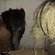 Fell pony Drybarrows Gucci