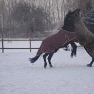 New Forest Space Jumper