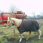 Palomino lucky starlight