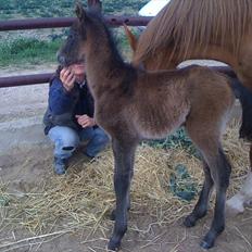 Cruzado Twister