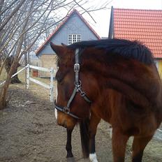 Dansk Varmblod First Alpha