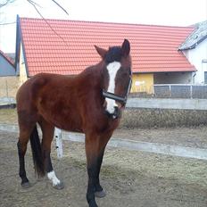 Dansk Varmblod First Alpha