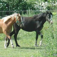 Welsh Mountain (sec A) *Lunds Rocket Girl*