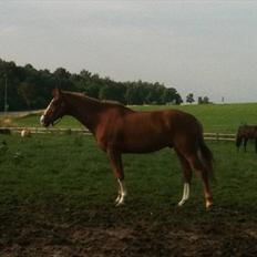 Belgisk varmblod Dublin Van Het