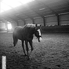 Belgisk varmblod Dublin Van Het