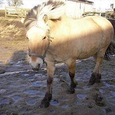 Fjordhest Bella
