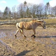 Fjordhest Bella