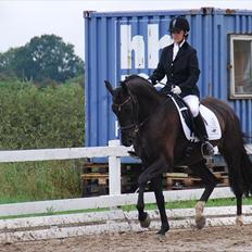 Hannoveraner Rubin Eg